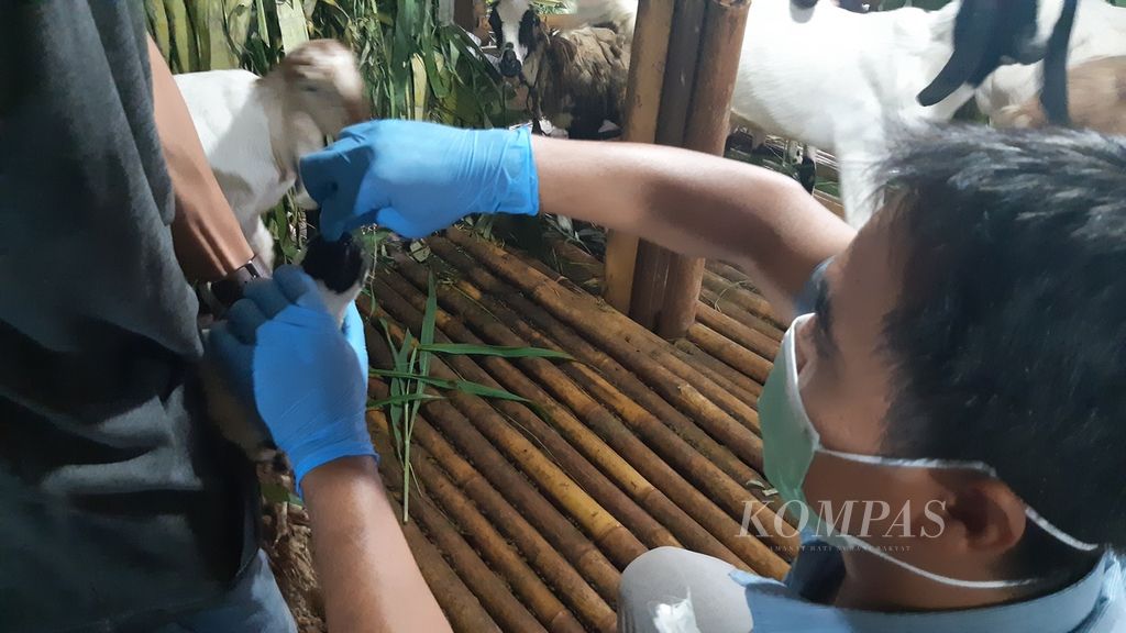 Peneliti mengambil sampel air liur kambing di Petukangan Utara, Pesanggrahan, Jakarta Selatan, Jumat (3/6/2022). Pengambilan sampel untuk menelusuri ada atau tidak virus penyakit mulut dan kuku di Jakarta saat itu. Local Caption