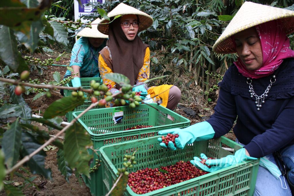 The Head of Business Division I of the Indonesian Credit Guarantee Corporation, Hafizah (on the right), along with the Head of Risk Management and SMEs Ratings and Management Consultation Division, Ceriandri Widuri, and Leader of Region IV Bandung, Dody Novarianto (on the left), are reviewing a coffee plantation owned by a Jamkrindo partner in Karamatwangi Village, Cisurupan Subdistrict, Garut Regency, West Java, on Thursday (4/7/2019).