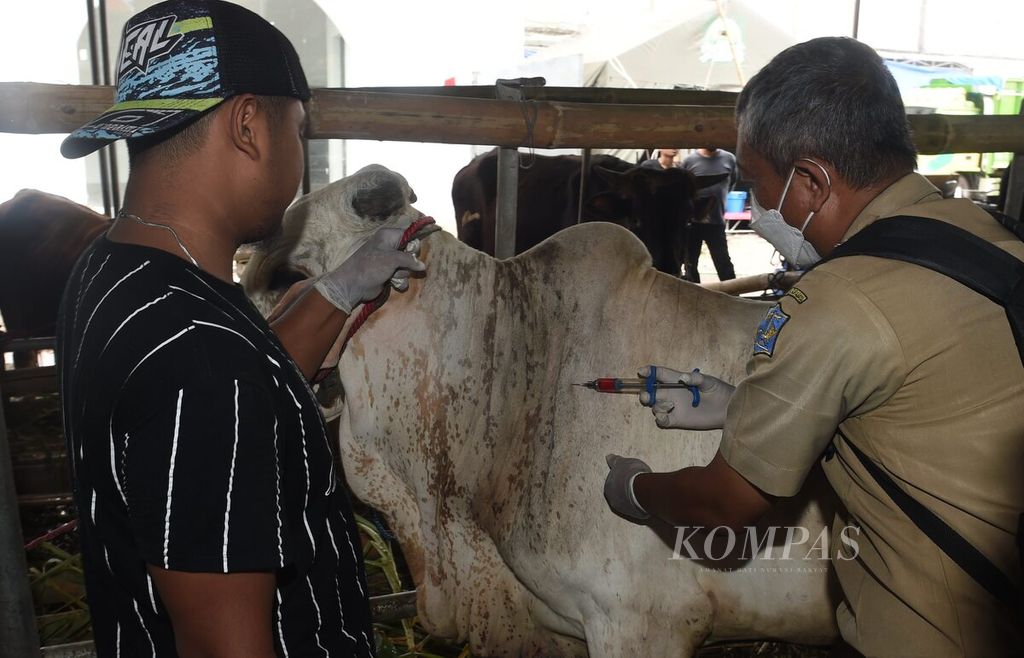 Petugas menyuntikkan vitamin dan obat anti nyeri ke satu ekor sapi yang dijual di salah satu pusat penjualan hewan kurban di Kota Surabaya, Jawa Timur, Senin (4/7/2022). 
