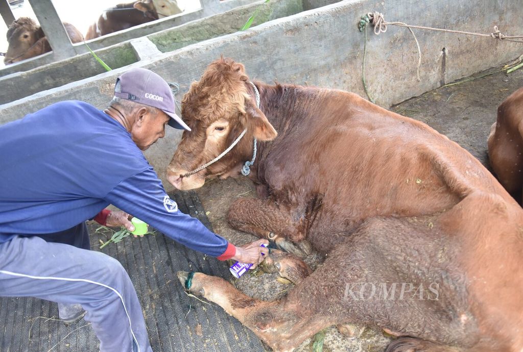 Winarto menyemportkan cairan ke kuku sapi yang terjangkit penyakit mulut dan kaki di Desa Sembung, Kecamatan Wringinanom, Kabupaten Gresik, Jawa Timur, Rabu (11/5/2022). 