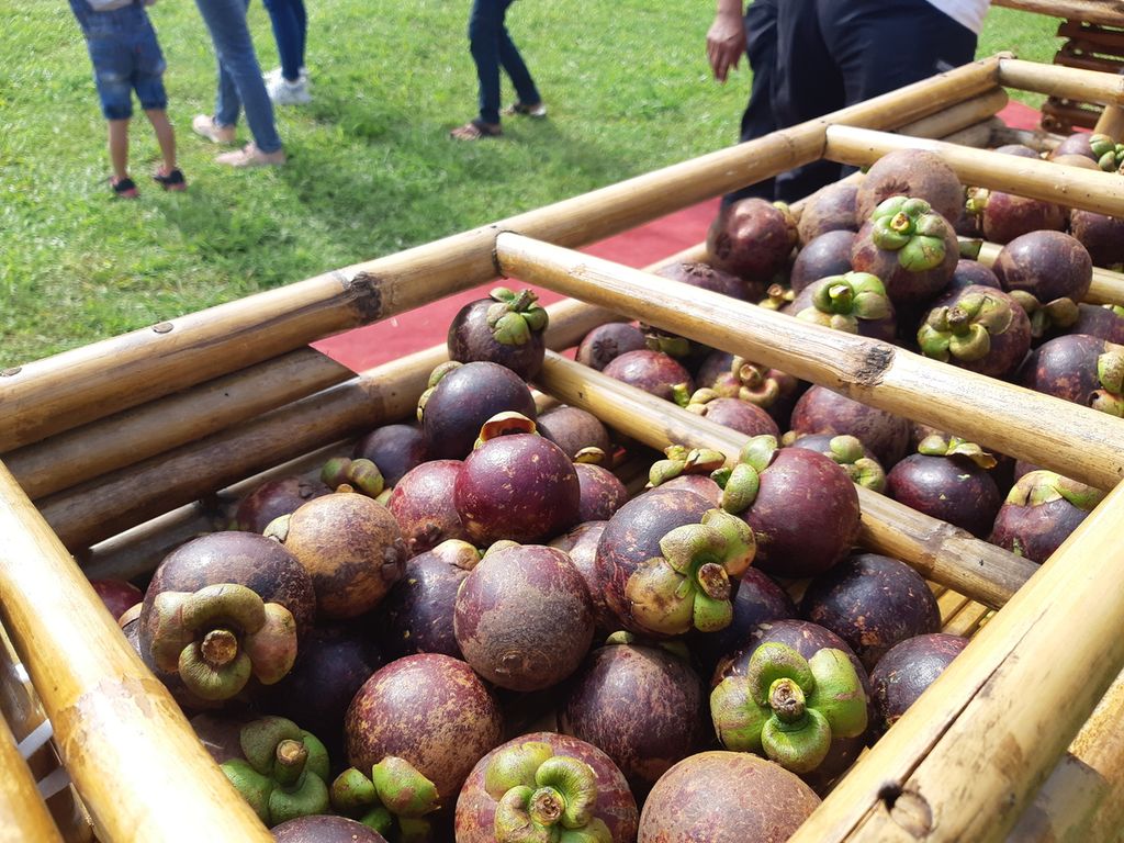 Tampilan fisik buah manggis (<i>Garcinia mangostana</i> L) varietas Wanayasa yang disediakan dalam Festival Manggis di Desa Parakan Garokgek, Kecamatan Kiarapedes, Purwakarta, Jawa Barat, Sabtu (14/3/2020).