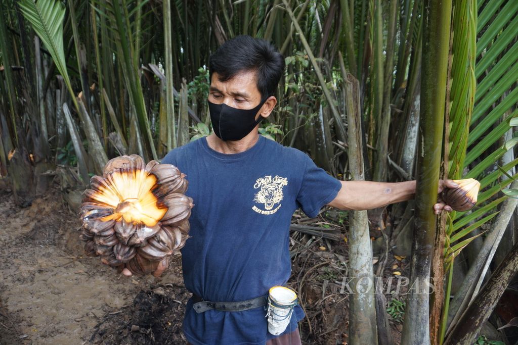 Sutarman (42) menunjukkan buah nipah di Desa Nusadadi, Sumpiuh, Banyumas, Jawa Tengah, Kamis (19/8/2021).