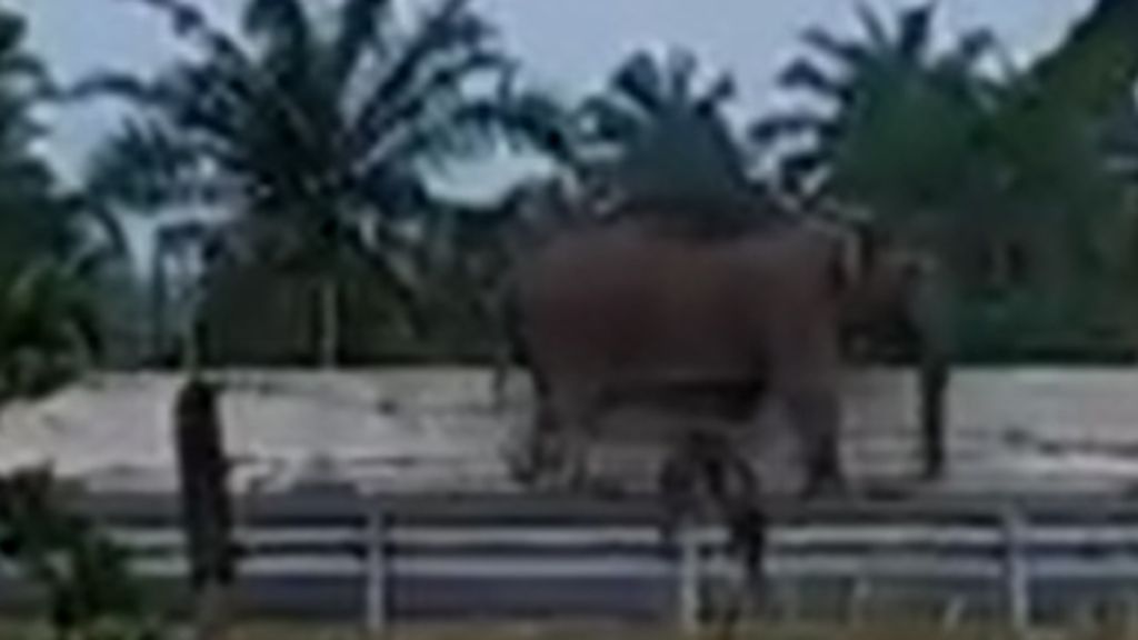 Tangkapan layar video dari akun Facebook milik Erwin Nababan yang memperlihatkan seekor gajah menyeberang di Kilometer 73 ruas jalan tol Pekanbaru-Dumai, Riau, Selasa (15/2/2022).