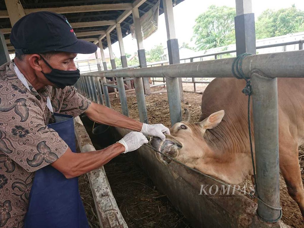 Petugas memeriksa kesehatan sapi di rumah potong hewan di Lambaro, Kabupaten Aceh Besar, Aceh, Jumat (10/6/2022). Penyebaran PMK di Aceh tidak terkendali. Sebanyak 20.700 ternak dilaporkan terpapar PMK.