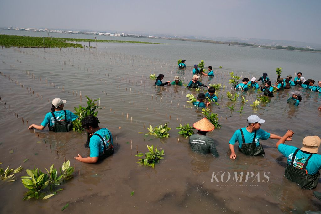 Sukarelawan dari berbagai kampus saat menanam bibit mangrove di Pantai Mangunharjo di Mangkang Wetan, Kecamatan Tugu, Kota Semarang, Jawa Tengah, Rabu (24/7/2024). Acara yang diselenggarakan Bakti Lingkungan Djarum Foundation tersebut untuk menyambut Hari Mangrove Sedunia pada 26 Juni. Pesisir pantai Mangunharho ini juga menjadi laboratorium alam bagi mahasiswa, peneliti, instansi, dan organisasi lingkungan untuk belajar mengenai tanaman mangrove yang melindungi pesisir pantai.