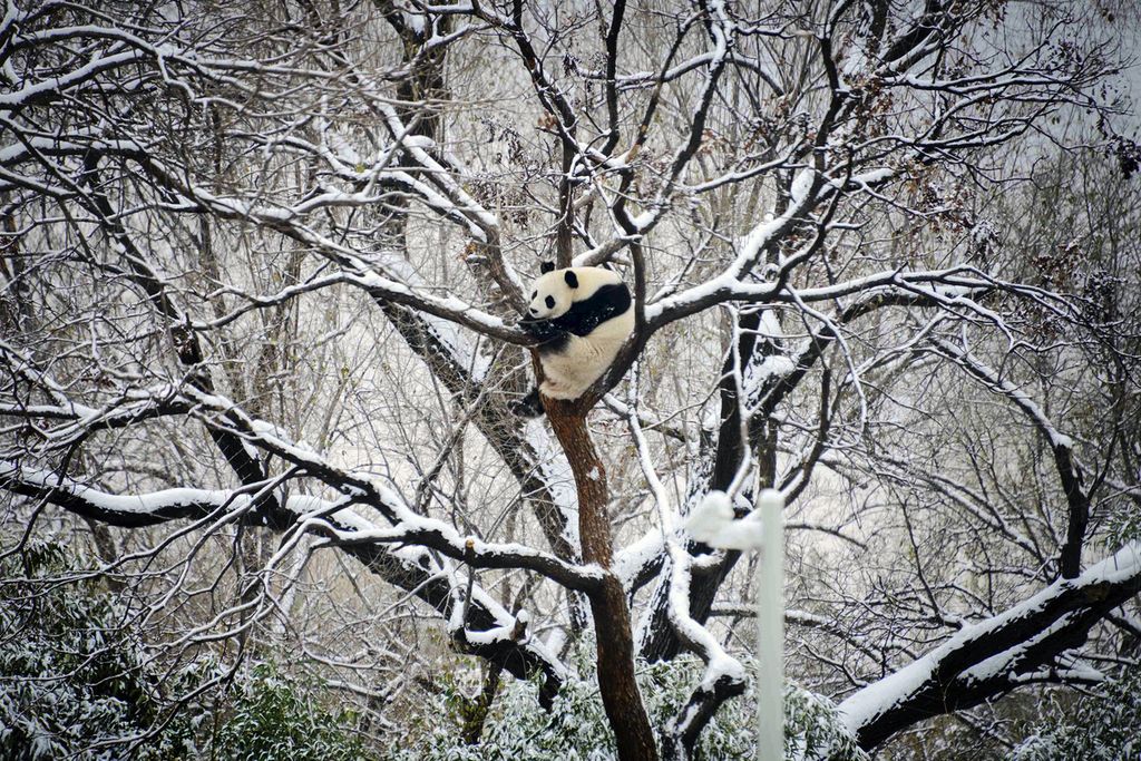 Seekor panda raksasa beristirahat di atas pohon di kebun binatang Beijing, Senin (11/12/2023), saat hujan salju turun.