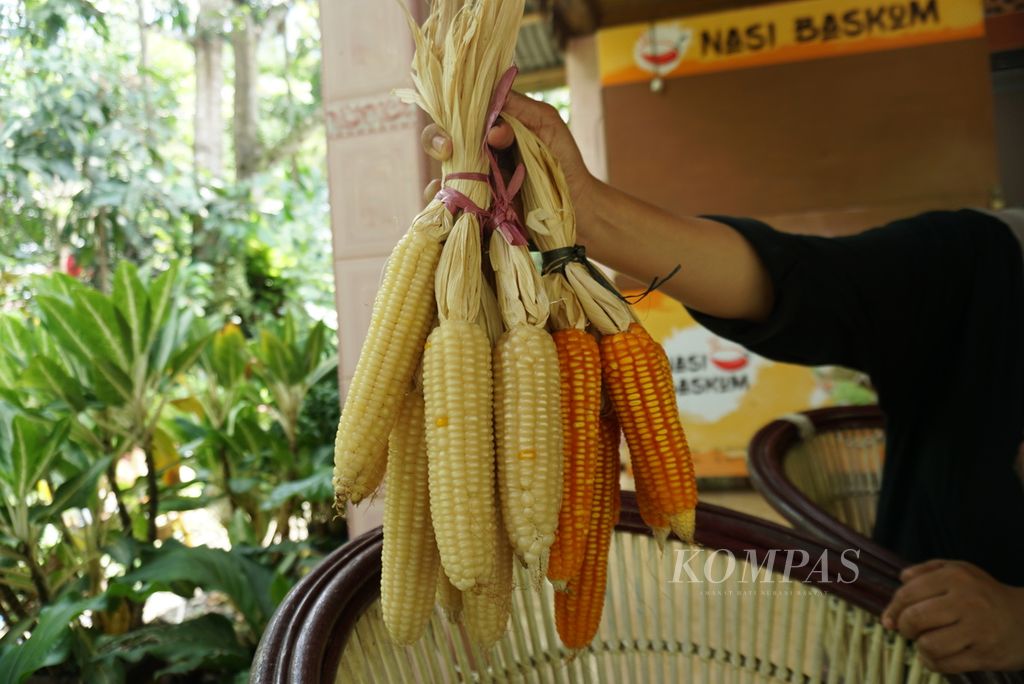 Zahra Khan (36) menunjukkan seikat jagung varietas lokal Gorontalo, Kamis (6/10/2022), di rumahnya di Desa Huntu Selatan, Kecamatan Bulango, Kabupaten Bone Bolango, Gorontalo.