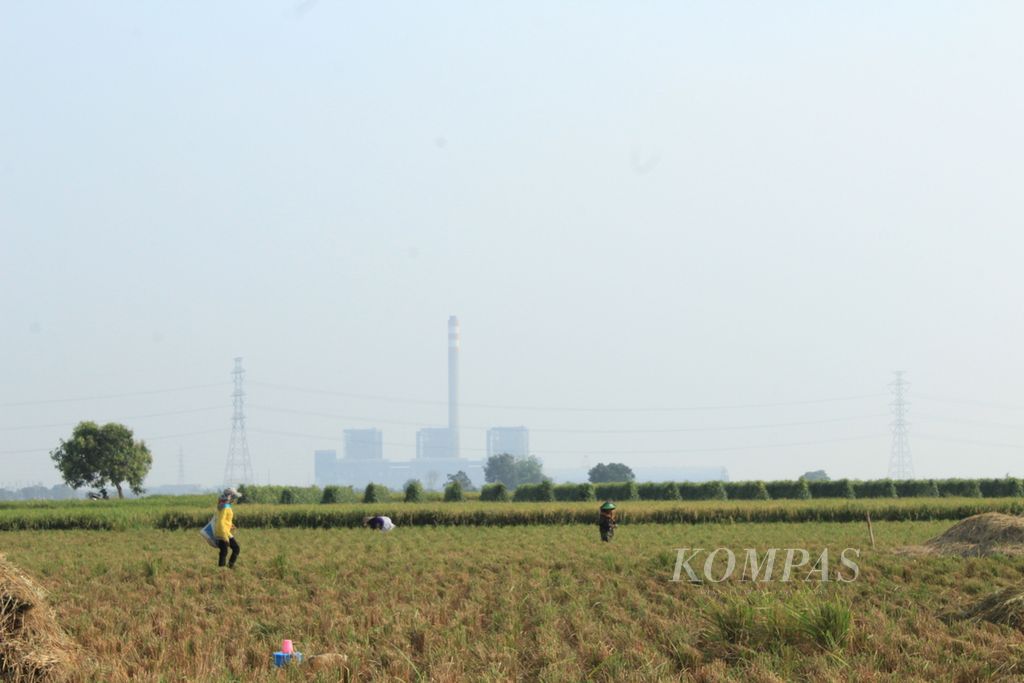 Buruh tani memanen padi di sekitar Pembangkit Listrik Tenaga Uap Indramayu di Desa Karanglayung, Kecamatan Sukra, Kabupaten Indramayu, Jawa Barat, Jumat (13/10/2023). PLTU berkapasitas 3 x 330 megawatt (MW) itu membutuhkan sekitar 12.000 metrik ton batubara per hari.