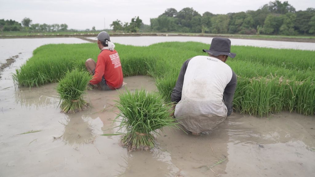 Petani menanam padi di Kecamatan Soko, Tuban, Jawa Timur, 5 Desember 2021.