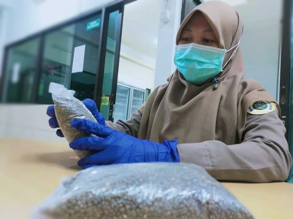 Petugas Karantina Pertanian Surabaya memeriksa pupuk guano berbahan kotoran kelelawar. Ekspor pupuk ini meningkat selama 2022.