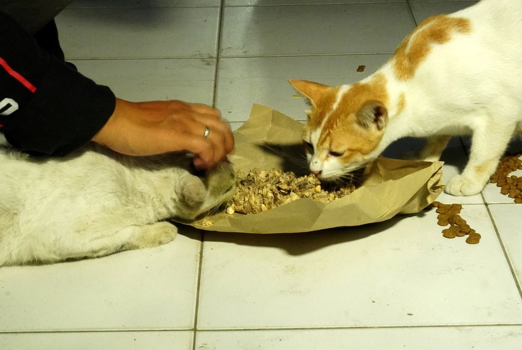 Komunitas pencinta kucing Kota Tegal, Jawa Tengah, membagikan makanan kepada kucing-kucing telantar di Pasar Langon, Kecamatan Tegal Timur, Kota Tegal Rabu (10/6/2020) malam.