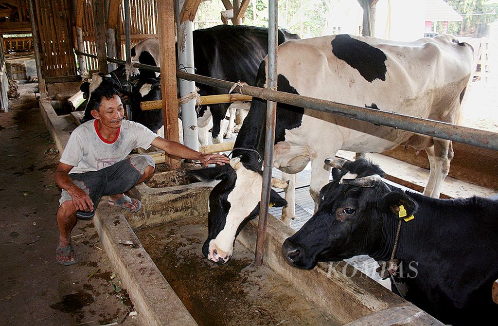 Kurnalam (63), warga Kecamatan Cigugur, Kabupaten Kuningan, Jawa Barat, Minggu (6/9), berada di dalam kandang sapi perah yang dimilikinya. Ia membesarkan delapan anaknya dengan mengembangkan usaha sapi perah. Usaha itu tidak mendatangkan untung besar, tetapi dapat menggerakkan ekonomi warga setempat. Rata-rata dari delapan sapinya ia memperoleh 100 liter susu yang dihargai Rp 4.500-Rp 4.700 per liter.