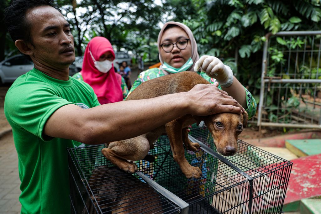 Petugas memberikan suntikan vaksin rabies kepada anjing peliharaan warga di RPTRA Anggrek, Kelurahan Bintaro, Kecamatan Pesanggrahan, Jakarta Selatan, Kamis (26/1/2023).