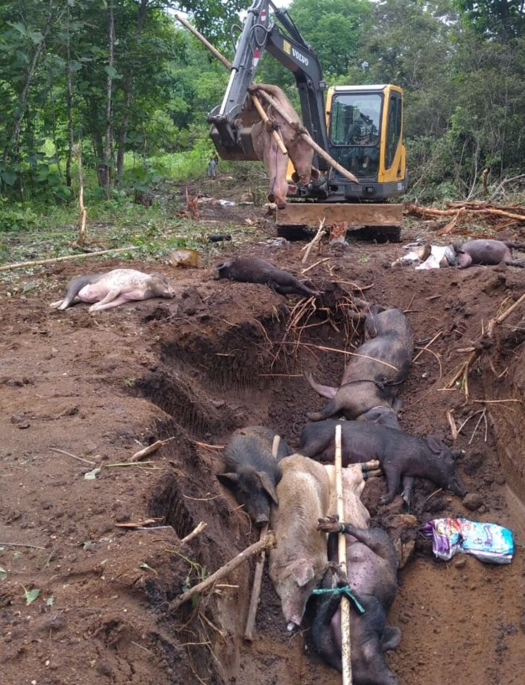 Ternak babi milik warga Lembata, Nusa Tenggara Timur, yang mati terserang demam babi Afrika dikubur dengan menggunakan alat berat.  