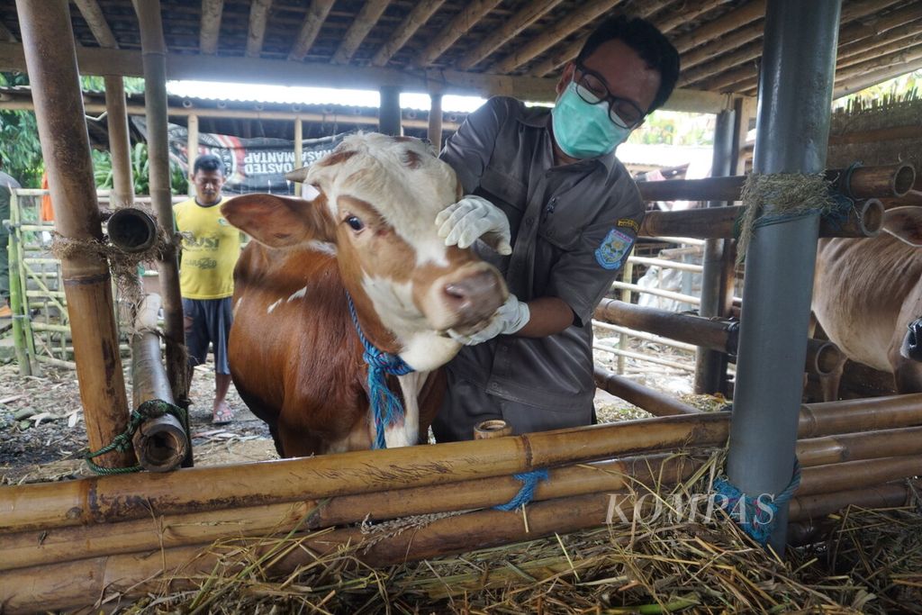 Ilustrasi. Pemeriksaan sapi dalam mencegah terjadinya wabah penyakit mulut dan kuku di Desa Mipiran, Purbalingga, Jawa Tengah, Rabu (12/5/2022).