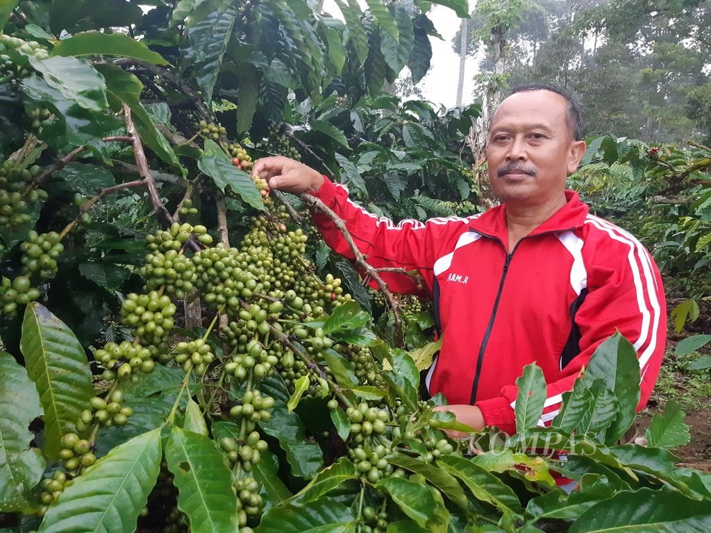 Imam Rosadi (53), petani asal Kecamatan Sekincau, Kabupaten Lampung Barat, Lampung. 