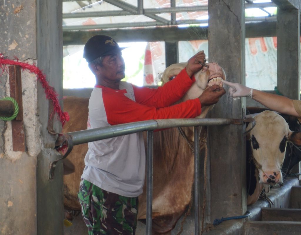 Darno (62) membantu petugas Dinas Perikanan dan Peternakan Kabupaten Banyumas memeriksa kesehatan sapi di Desa Kebocoran, Kedungbanteng, Banyumas, Jawa Tengah, Senin (12/6/2023).