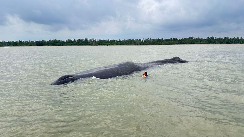 Seekor paus sperma atau paus kepala kotak (<i>Physeter macrocephalus</i>) terdampar dan mati di perairan dangkal Kota Balikpapan, Kalimantan Timur, Jumat (27/9/2024).