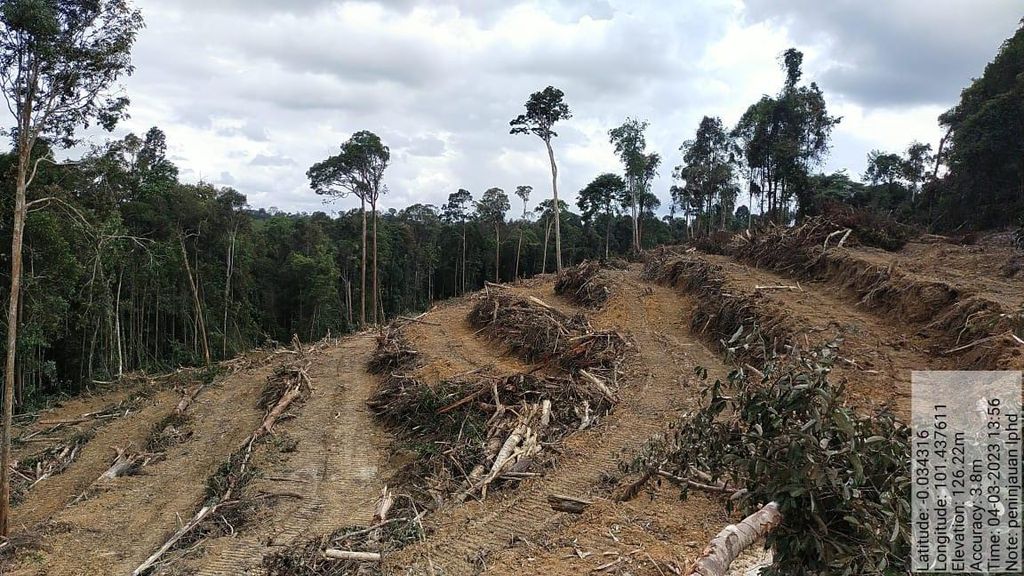 Kondisi hutan desa di Kenegerian Gunung Sahilan, Kecamatan Gunung Sahilan, Kampar, Riau, yang mengalami perambahan, Sabtu (4/3/2023). Hutan desa ini merupakan hutan penyangga Taman Nasional Tesso Nilo.