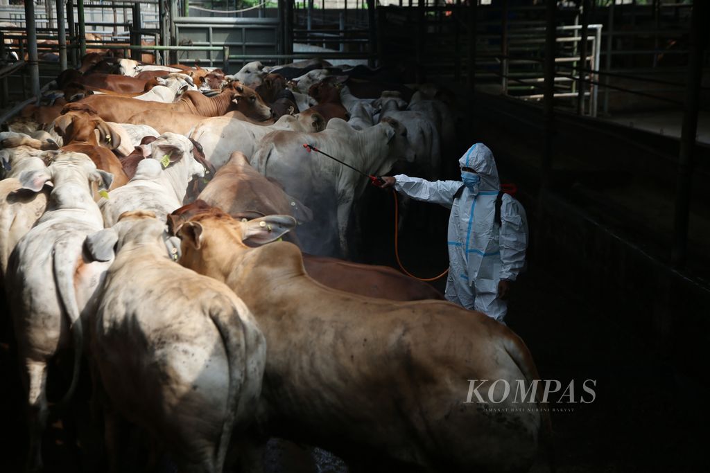 Petugas menyemprotkan disinfektan pada ratusan sapi di sebuah peternakan milik Didik Priyanto di Rangkapan Jaya, Depok, Jawa Barat, Jumat (19/5/2022). Merebaknya penyakit mulut dan kuku di beberapa daerah membuat peternak melakukan karantina terhadap 1.200 sapi agar terlindung dari penyakit tersebut.  