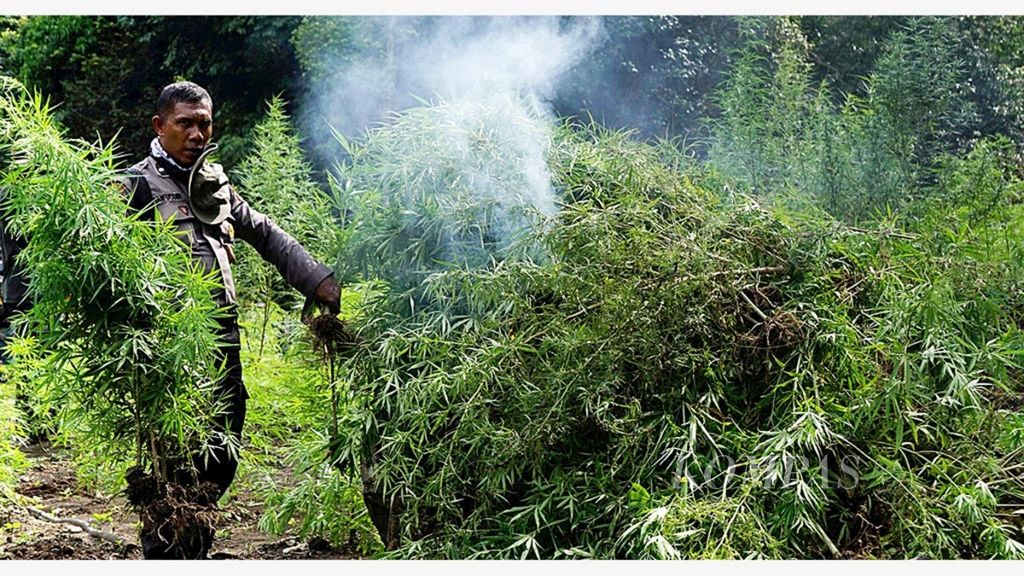 Aparat Polri dan TNI memusnahkan ladang ganja yang ditemukan dalam sebuah operasi di Desa Cot Sibatee, Kecamatan Montasik, Kabupaten Aceh Besar, Provinsi Aceh, Kamis (14/3/2019). Selain sebagai daerah penghasil ganja, kini Aceh juga dikenal sebagai pintu masuk narkoba, termasuk sabu, dari luar negeri.