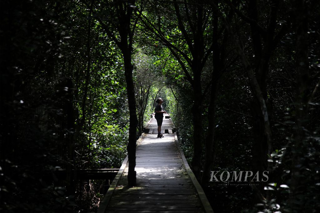 Pengunjung melewati jalur pejalan kaki yang ada di antara pohon mangrove di Bontang Mangrove Park (BMP) di Kawasan Taman Nasional Kutai, Bontang, Kalimantan Timur, Selasa (25/7/2023).