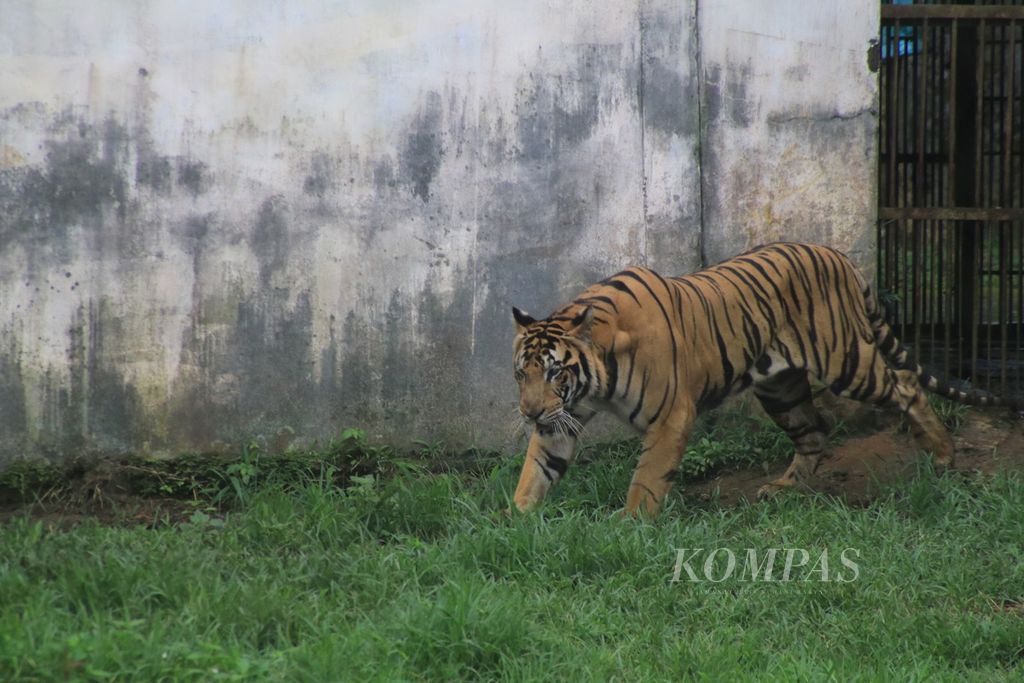 Harimau sumatera berada di kandang yang tidak layak di Kebun Binatang Medan, Sumatera Utara, Senin (8/1/2023). Dua harimau sumatera dan dua harimau benggala mati dalam tiga bulan terakhir akibat krisis keuangan yang melanda lembaga konservasi itu.