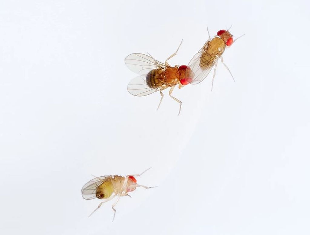 Percobaan perkawinan lalat betina <i>Drosohpila simulans</i> dengan pejantan<i> Drosopihla mauritiana</i>. Keduanya telah dipapar kadar ozon yang lazim pada daerah kota saat hari panas. Ozon mengganggu komunikasi feromon serangga dan bahkan dapat menghilangkan batas perkawinan alami antarspesies.
