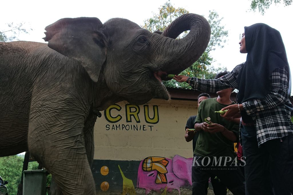 Pengunjung Conservation Response Unit CRU) Sampoiniet, Kabupaten Aceh Jaya, Aceh, memberikan makanan untuk gajah jinak, Kamis (3/3/2022). CRU tersebut merupakan pusat mitigasi konflik gajah dan obyek wisata alam.