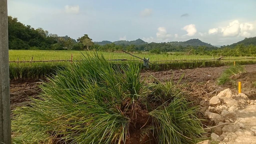 Tampak sebongkah tanah dengan tanaman padi tergeser masing-masing 5 meter ke kiri dan kanan jalan.