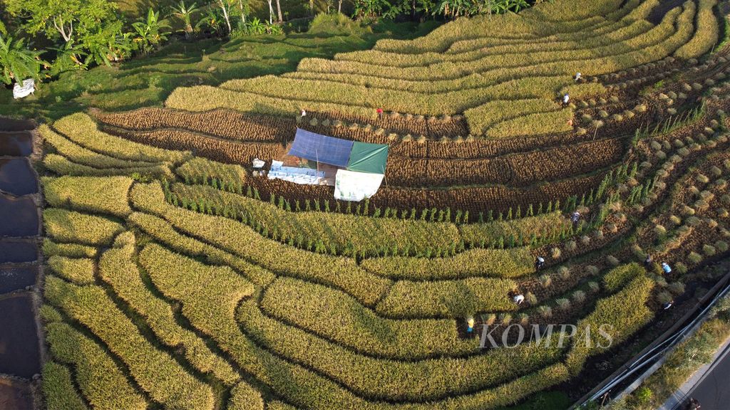 Petani memanen padi di areal persawahan Desa Padamatang, Kecamatan Pasawahan, Kabupaten Kuningan, Jawa Barat, Jumat (18/8/2023). Menurut data dari Badan Pusat Statistik Jawa Barat, produksi padi di Kuningan pada 2022 mencapai 277,583 ton atau naik dibandingkan 2021 yang mencapai 275,893 ton. 