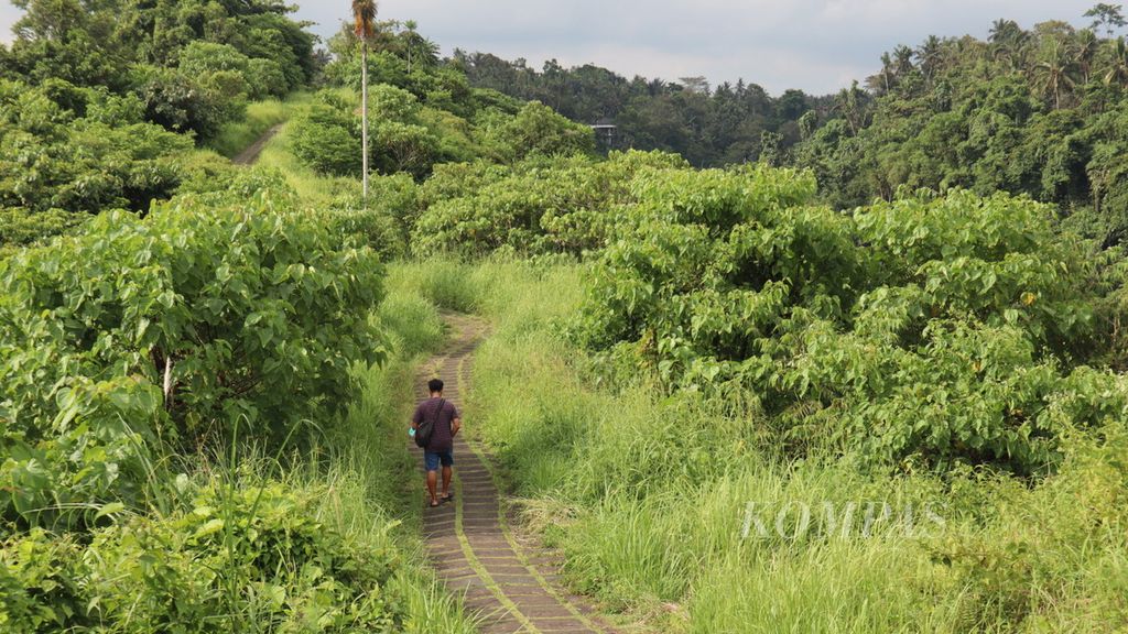 Seseorang berjalan kaki di daerah Campuhan Ridge Walk di Ubud, Gianyar, Bali, Rabu (23/3/2022). 