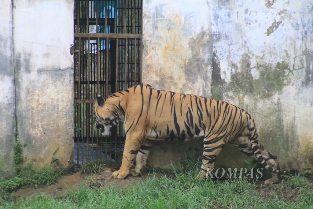 Harimau sumatera di kandang Kebun Binatang Medan, Sumatera Utara, Senin (8/1/2024). Lima harimau mati di Medan Zoo dalam tiga bulan terakhir.