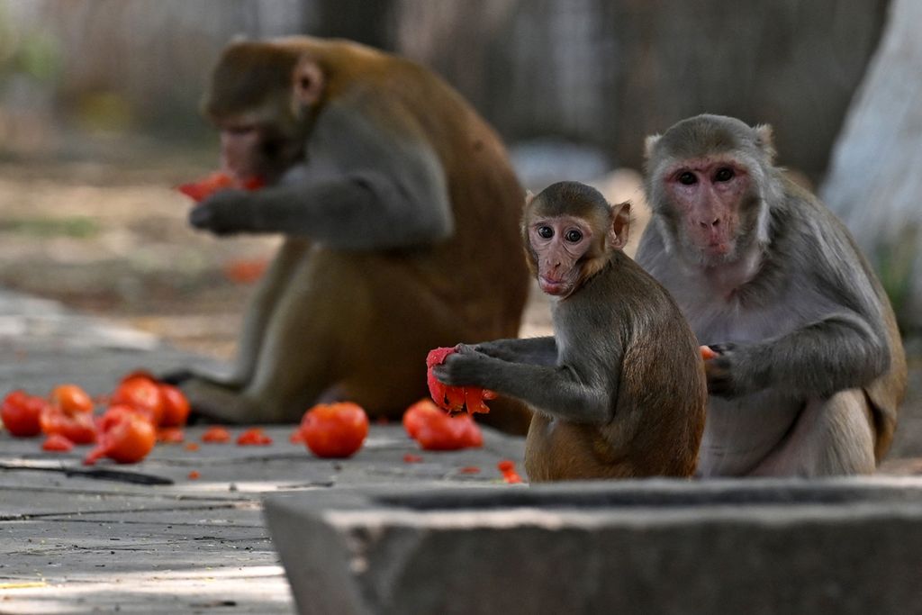 Monyet memakan tomat di sepanjang pinggir jalan di New Delhi, India, Tabu (30/8/2023). 