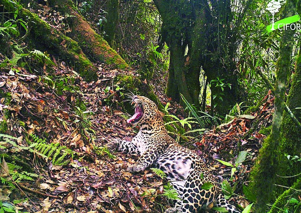 Center for International Forestry Research (Cifor) membuat rekaman eksklusif macan tutul jawa langka yang terancam punah (<i>Panthera pardus melas</i>) di habitat asli mereka di Jawa Barat.