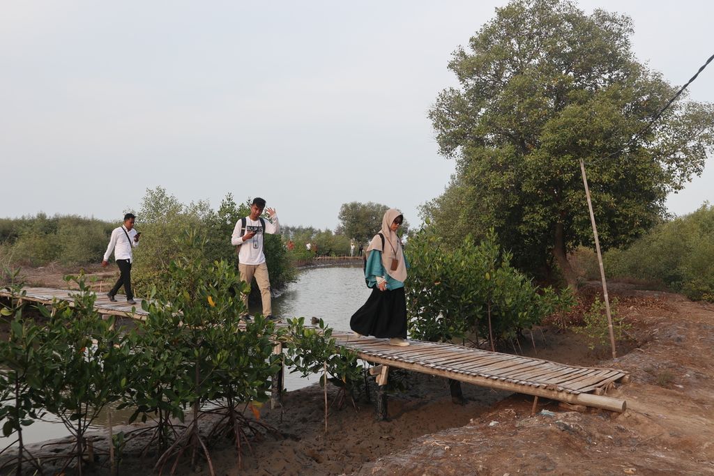 Pengunjung berjalan di sekitar pohon mangrove di Desa Singaraja, Kecamatan Indramayu, Kabupaten Indramayu, Jawa Barat, Rabu (11/12/2019). PT Pertamina (Persero) Marketing Operation Region (MOR) III tengah mengembangkan ekosistem mangrove setempat dengan menanam 5.000 bibit mangrove serta memberi bantuan 3,5 ton bibit rumput laut dan 3.500 bibit ikan bandeng. Tahun lalu, sebanyak 30.000 bibit mangrove ditanam di daerah itu.