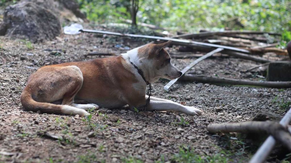 Seekor anjing milik warga tampak diikat di Desa Fenun, Kecamatan Amanatun Selatan, Kabupaten Timor Tengah Selatan, Nusa Tenggara Timur, Sabtu (3/6/2023).