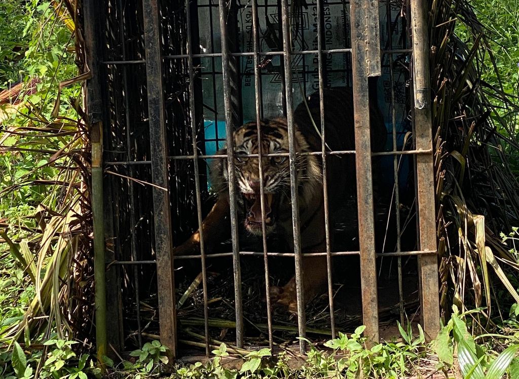 Harimau sumatera ditangkap petugas Balai Konservasi Sumber Daya Alam Sumatera Barat karena berkonflik dengan manusia di Nagari Binjai, Kecamatan Tigo Nagari, Kabupaten Pasaman, Sumatera Barat, Minggu (5/2/2024). 