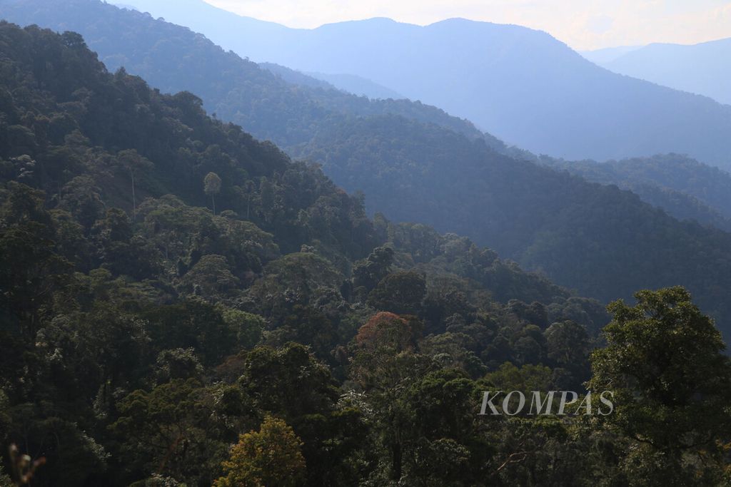 Tutupan hutan di Kawasan Ekosistem Leuser di Kabupaten Gayo Lues, Aceh. Leuser merupakan penyangga bagi dunia penghasil karbon, penyedia air, dan habitat satwa.
