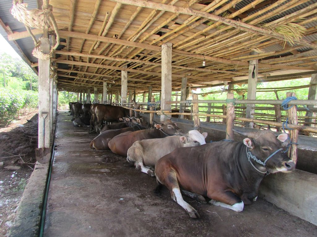 Ternak sapi milik kelompok perempuan muda di Timor Tengah Selatan, Sabtu (10/6/2017), yang dikembangkan dengan sistem paronisasi untuk mendapatkan bobot tertentu. 
