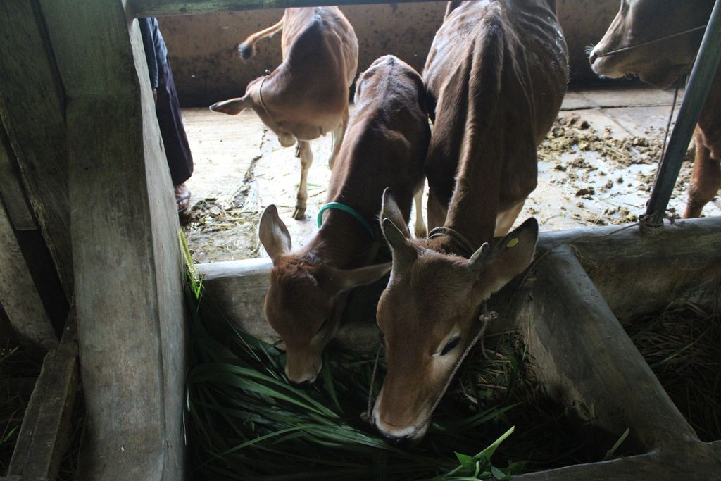 Induk dan pedet sapi Pasundan sedang memakan rumput yang dikumpulkan para peternak di Desa Mekarbuana, Kecamatan Panawangan, Kabupaten Ciamis, Jawa Barat, Sabtu (17/6/2023).