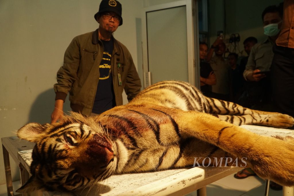 Bangkai harimau sumatera asal Pasaman ditaruh di meja ruang nekropsi di Rumah Sakit Hewan Sumbar di Kota Padang, Sumatera Barat, Selasa (16/5/2023) malam. 