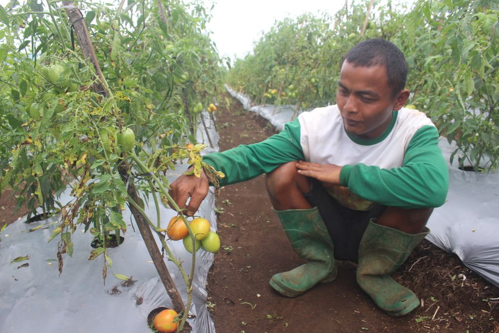 Aktivitas petani tomat di lahan masyarakat Desa Tebat Benawa, Kota Pagar Alam, Sumsel, Rabu (18/12/2019).