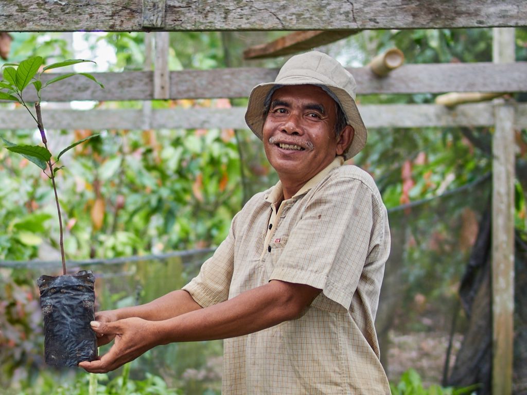 Muh Aris (55) menunjukkan hasil pembibitan tanaman kakao yang menjadi penghasilannya sebagai petani kakao, di Kabupaten Soppeng, Provinsi Sulawesi Selatan, Jumat (25/8/2023).