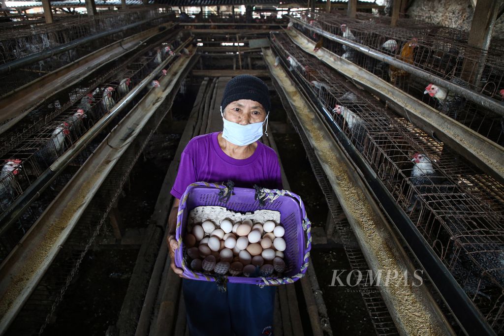 Seorang pekerja memperlihatkan telur ayam kampung dalam keranjang di peternakan ayam petelur di Kelurahan Parigi, Kecamatan Pondok Aren, Tangerang Selatan, Banten, Selasa (12/10/2021).