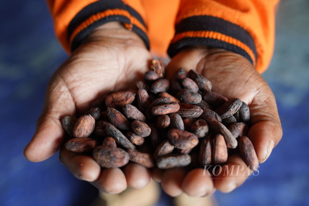 Pekerja Koperasi Ebier Suth menunjukkan biji kakao yang sudah difermentasi dan dikeringkan di Distrik Ransiki, Kabupaten Manokwari Selatan, Papua Barat, Selasa (20/4/2021). Kakao Ransiki mulai diproduksi kembali pada 2017 oleh Koperasi Ebier Suth setelah sempat vakum selama 11 tahun karena produsen sebelumnya, PT Coklat Ransiki tutup.