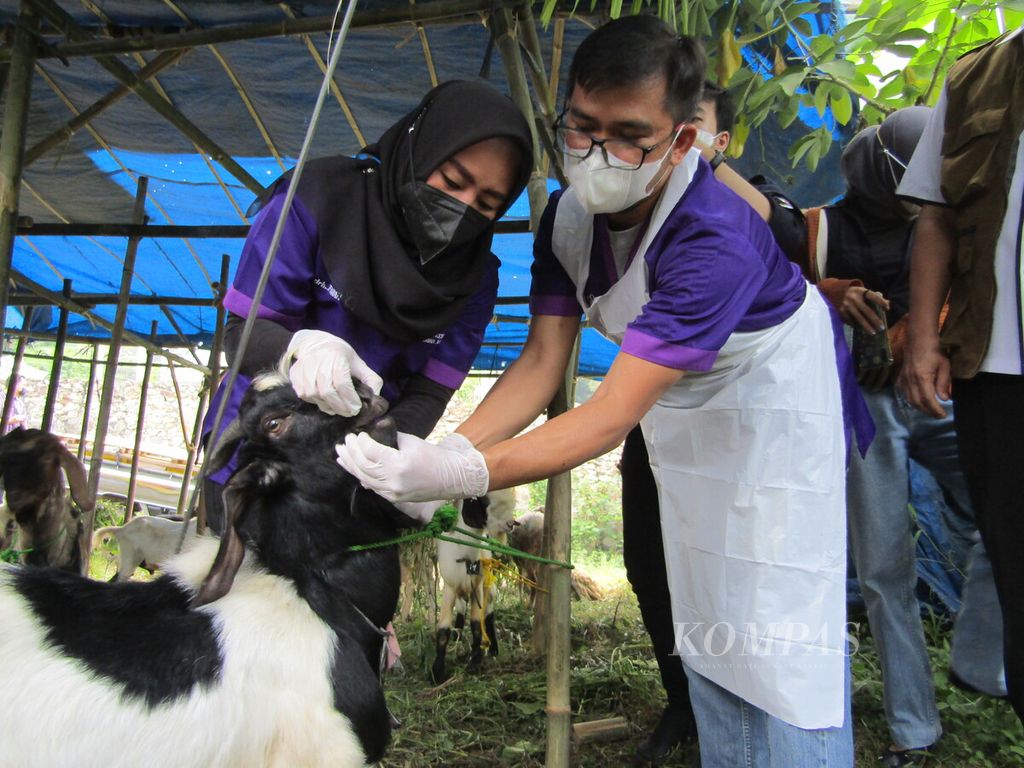 Tim Satgas PMK Kota Bandar Lampung memeriksa kondisi kesehatan hewan kurban di lapak penjualan hewan kurban di Bandar Lampung, Rabu (6/7/2022).