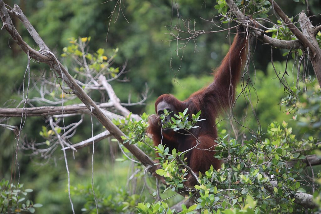 Orangutan memantau kedatangan perahu motor di kawasan konservasi Orangutan di gugusan Pulau Salat, Palangkaraya, Kalimantan Tengah. 