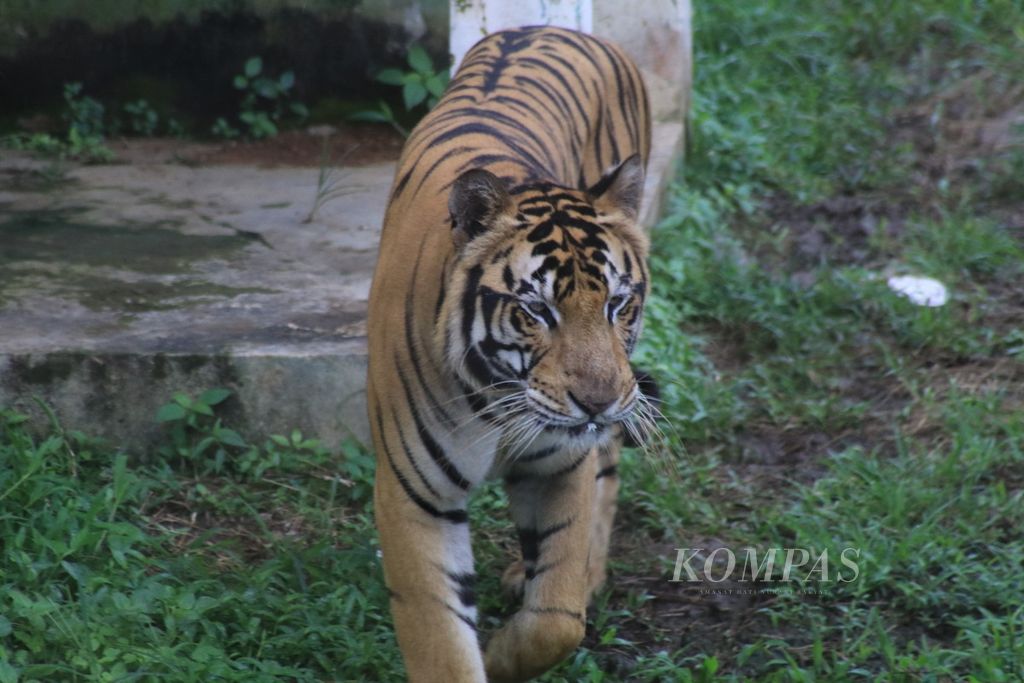 Harimau sumatera berada di kandang Kebun Binatang Medan, Sumatera Utara, Senin (8/1/2024).