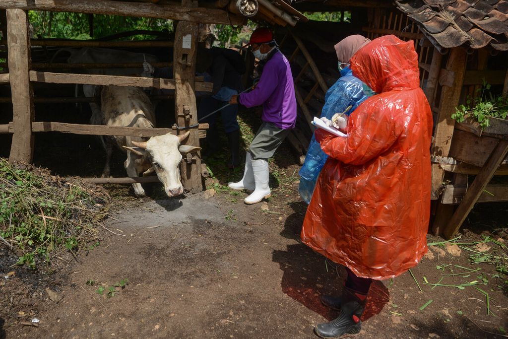  Petugas menyuntikkan vaksin antraks pada tubuh sapi ternak di Desa Dadapayu, Kecamatan Semanu, Kabupaten Gunungkidul, DI Yogyakarta, Rabu (22/1/2020). 